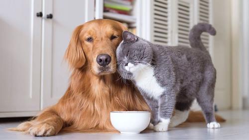 con vật linh thiêng không nên giết thịt con vat linh thieng khong nen giet thit
