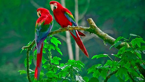 diem bao cho thay gia dinh sap co chuyen vui