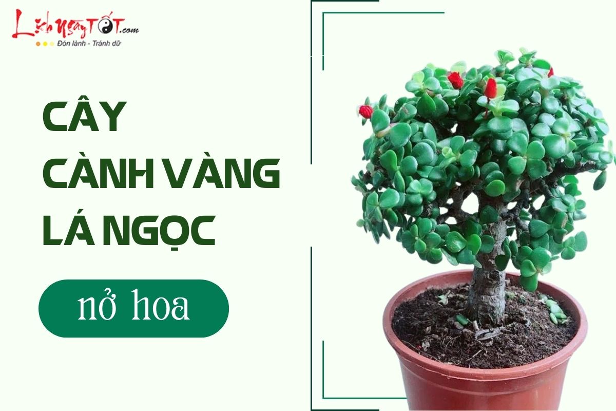 Cành vàng lá ngọc nở hoa Canh vang la ngoc no hoa