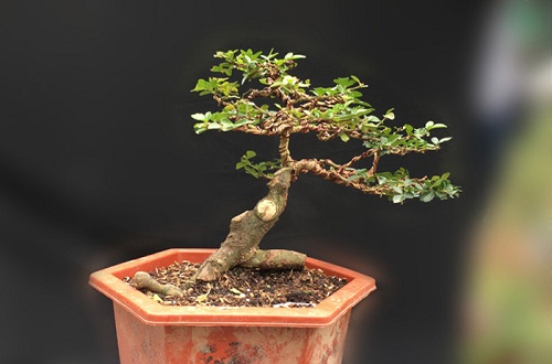 Cây kim quất Cay kim quat