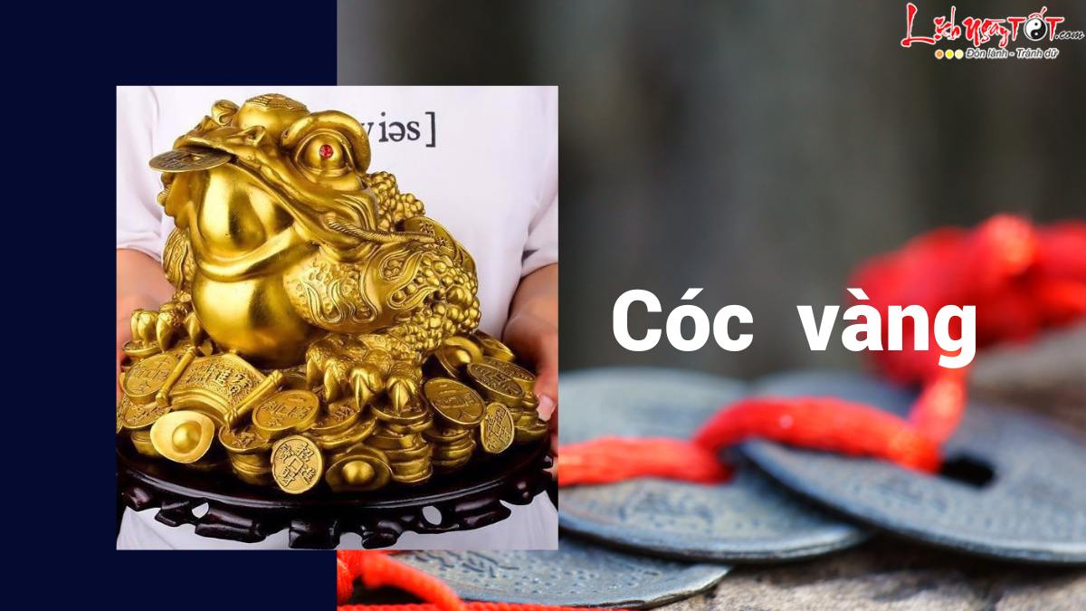 Cóc vàng Coc vang