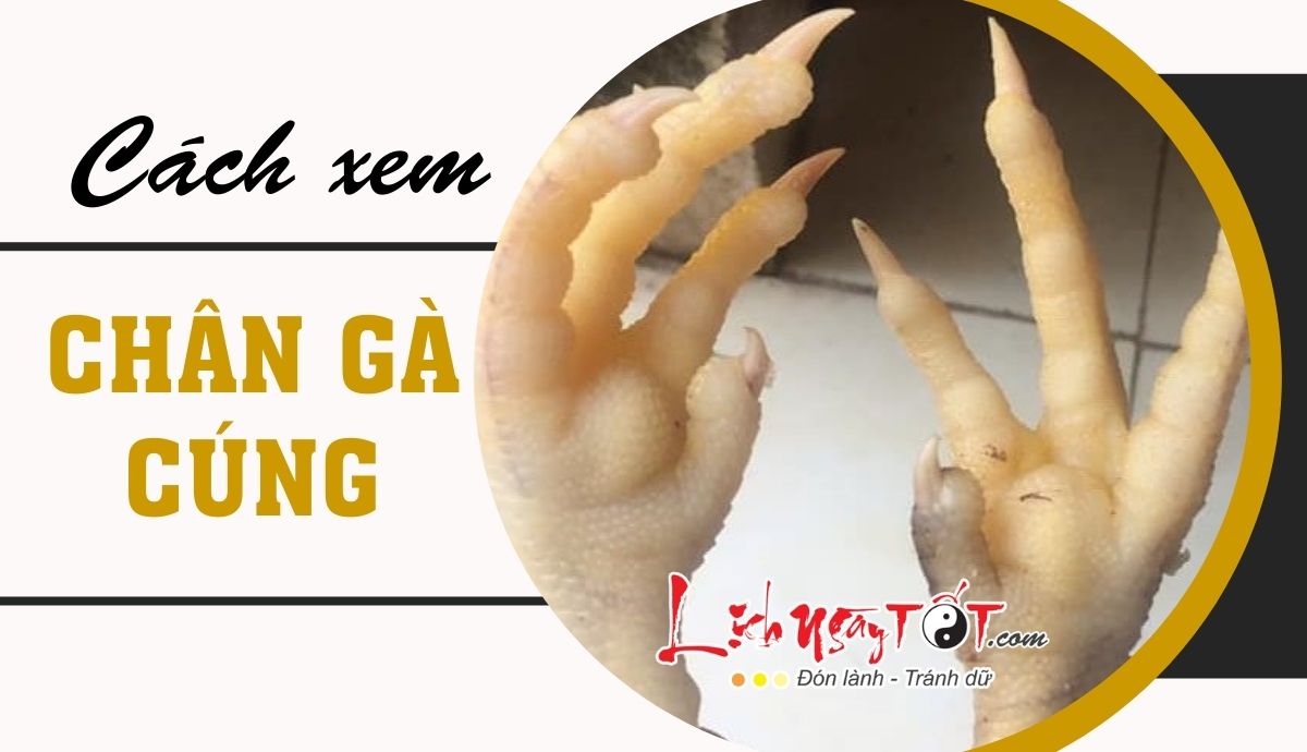 Cách xem chân gà cúng đúng chuẩn Cach xem chan ga cung dung chuan