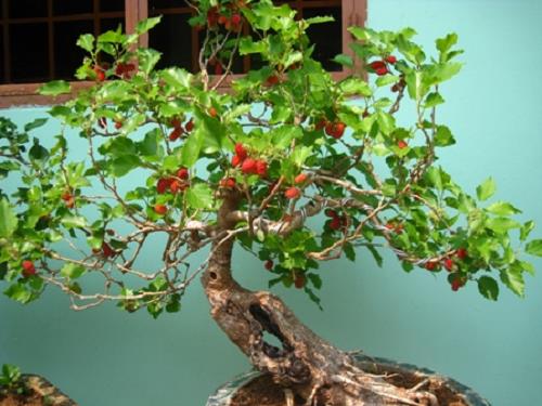 không trồng dâu trước nhà khong trong dau truoc nha