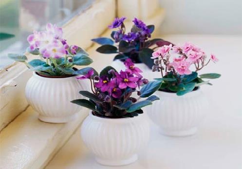 Kích hoạt tình duyên bằng cung mệnh trong phong thủy hình ảnh Kich hoat tinh duyen bang cung menh trong phong thuy hinh anh
