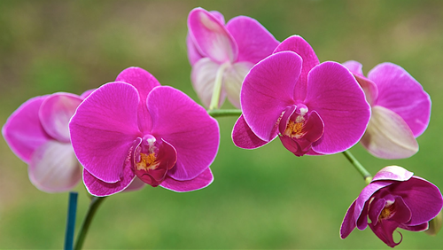 lan hồ điệp lan ho diep