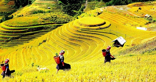 Ngam nhung canh dong lua trong tiet Lap Thu dam say long nguoi hinh anh 2