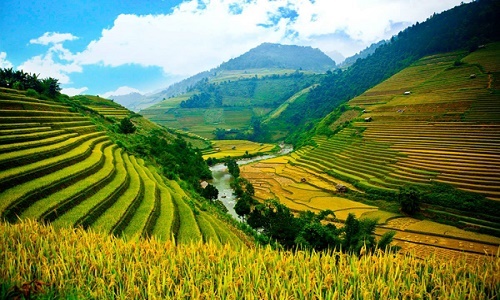 Ngam nhung canh dong lua trong tiet Lap Thu dam say long nguoi hinh anh 3
