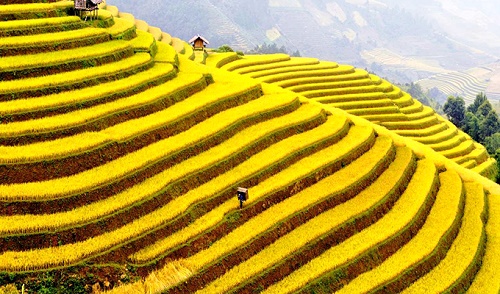 Ngam nhung canh dong lua trong tiet Lap Thu dam say long nguoi hinh anh 4
