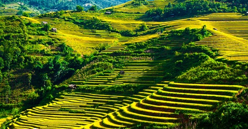 Ngam nhung canh dong lua trong tiet Lap Thu dam say long nguoi hinh anh 5