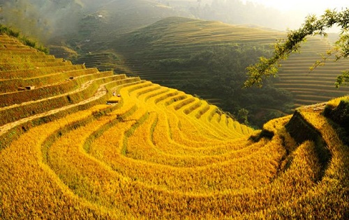 Ngam nhung canh dong lua trong tiet Lap Thu dam say long nguoi hinh anh 7