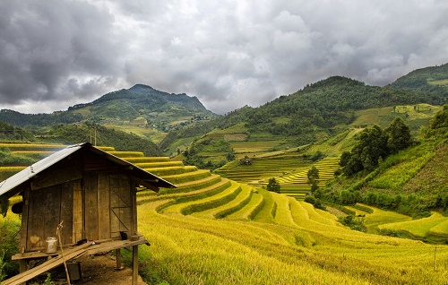 Ngam nhung canh dong lua trong tiet Lap Thu dam say long nguoi hinh anh