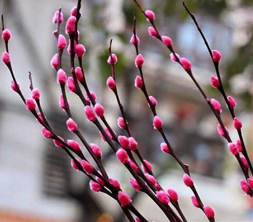 nụ tầm xuân nu tam xuan