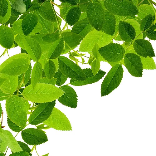 Tên thuộc vần D có mang lại may mắn hình ảnh Ten thuoc van D co mang lai may man hinh anh