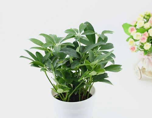 Thất diệp liên That diep lien