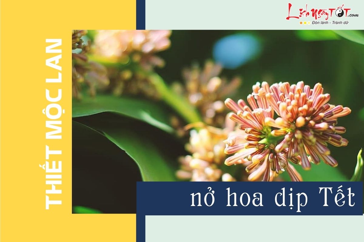 Thiết mộc lan nở hoa Thiet moc lan no hoa