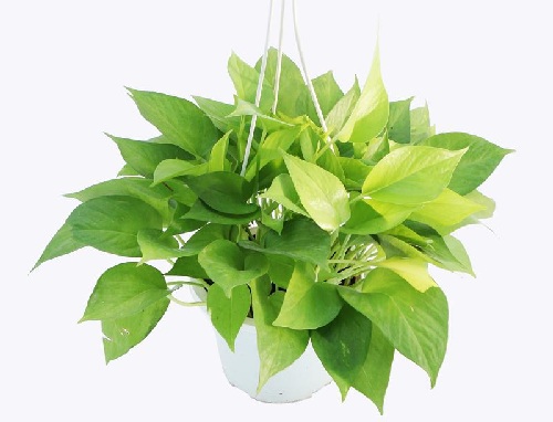 Trầu bà vàng Trau ba vang