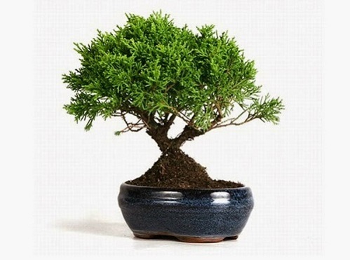 Tùng bồng lai Tung bong lai