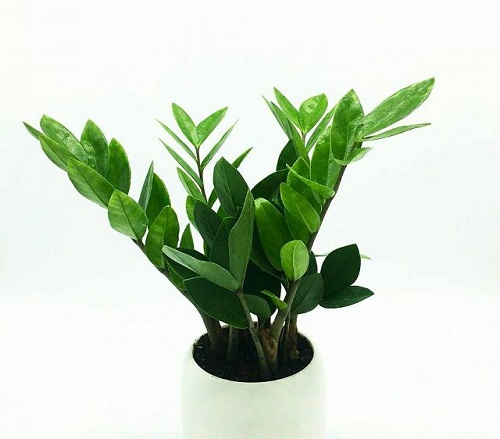 Tuổi tý trồng cây kim tiền Tuoi ty trong cay kim tien