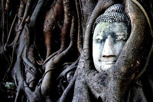 Tuong mat phat trong cay Tuong mat phat trong cay