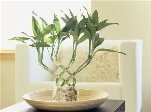 Cách bố trí cây phát tài ở văn phòng Cach bo tri cay phat tai o van phong