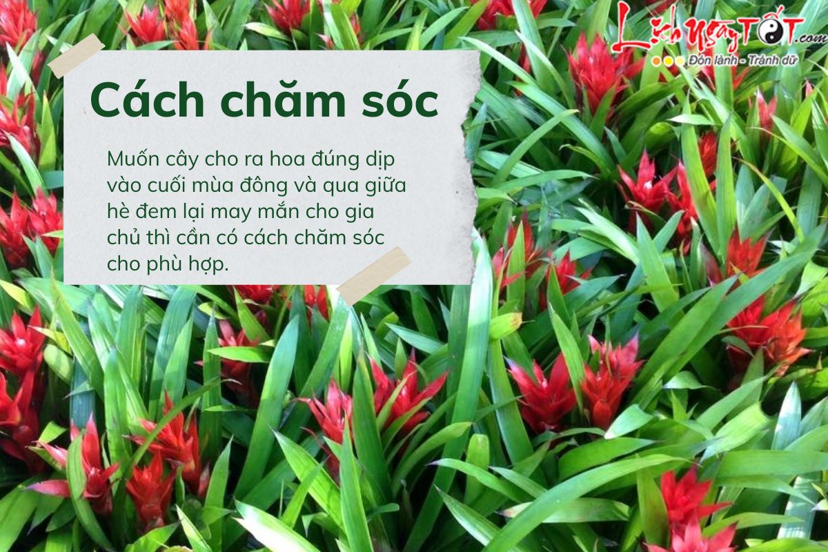 Cách chăm sóc cây dứa cảnh nến Cach cham soc cay dua canh nen