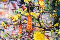 cach-giu-hoa-mai-tuoi-lau-trong-nha-choi-suot-tet-quy-mao-2023-ma-van-dep