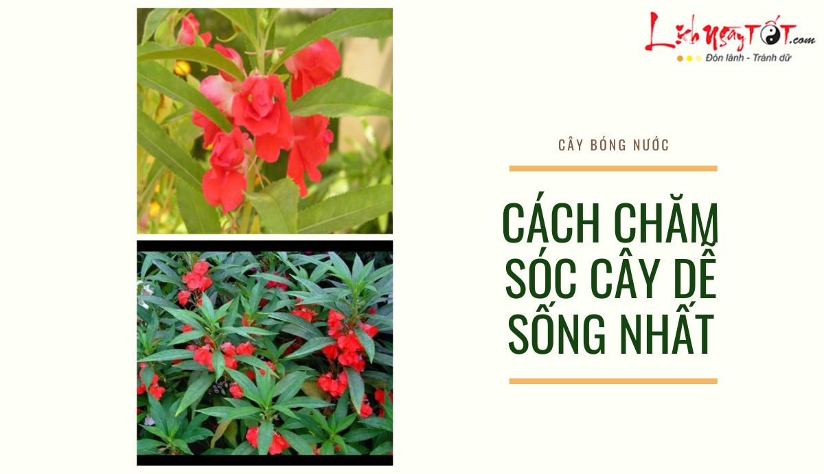 Cach trong cay bong nuoc de song nhat