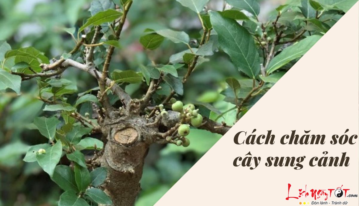 cach trong cay sung phong thuy