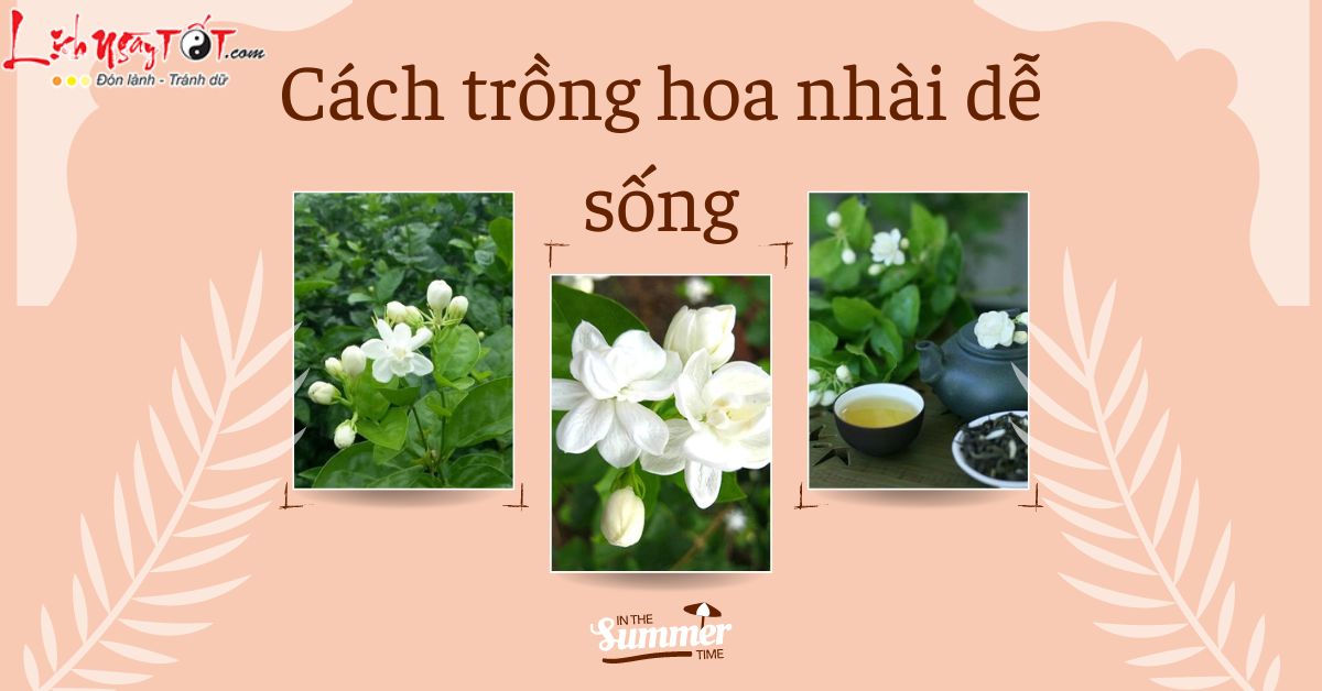 Cách trồng hoa nhài dễ sống Cach trong hoa nhai de song