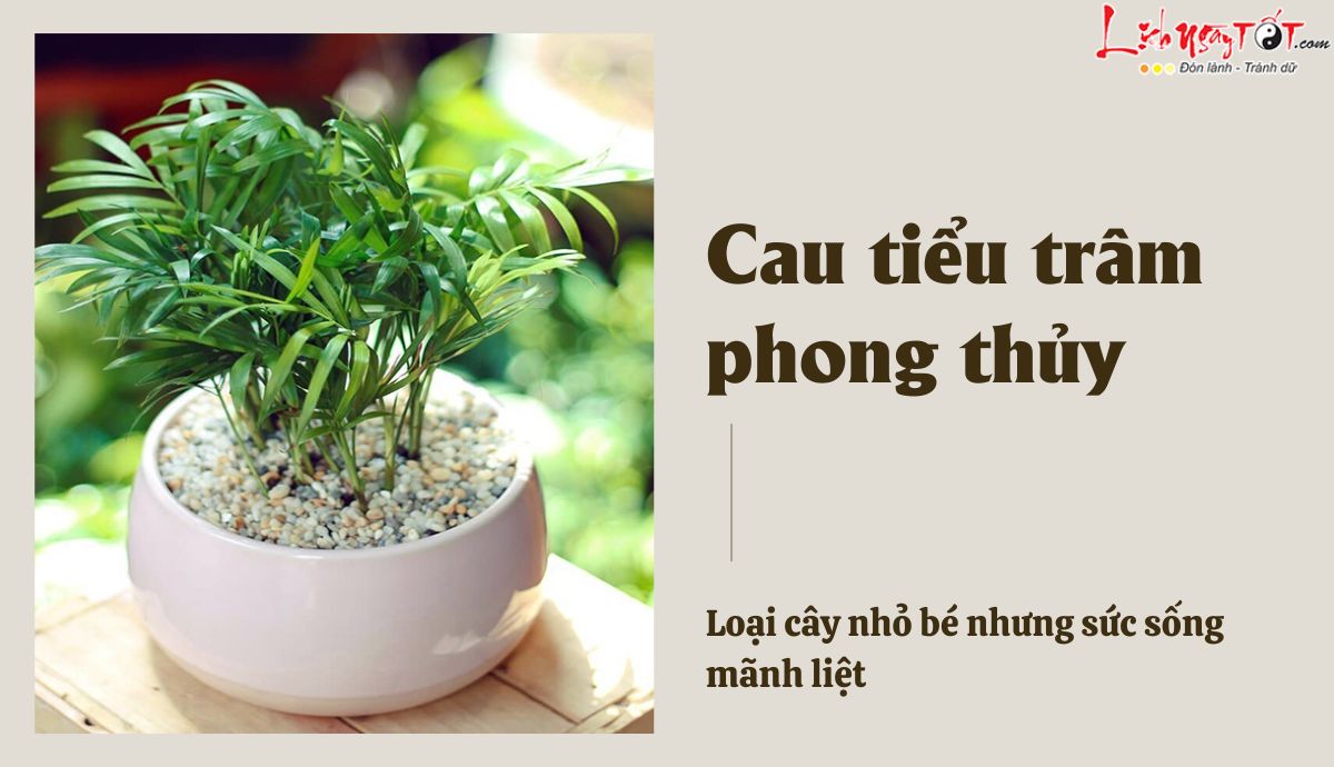 Cau tiểu trâm phong thủy Cau tieu tram phong thuy