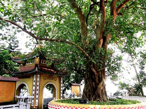 Cây Bồ đề mọc trước nhà tốt hay xấu?