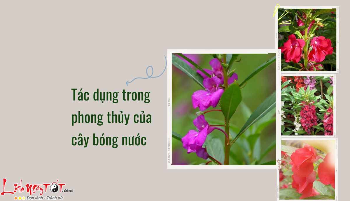 Cay bong nuoc co nhieu tac dung