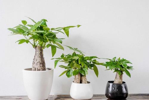 Cây cảnh để bàn tuổi Dậu Cay canh de ban tuoi Dau