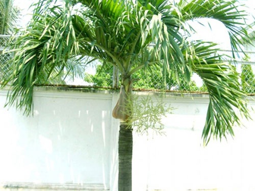 Cay cau phong thuy