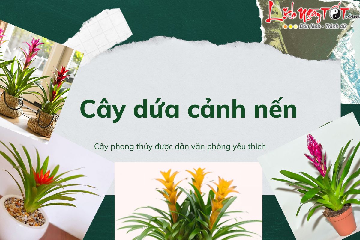 Cây dứa cảnh nến phong thủy là gì Cay dua canh nen phong thuy la gi