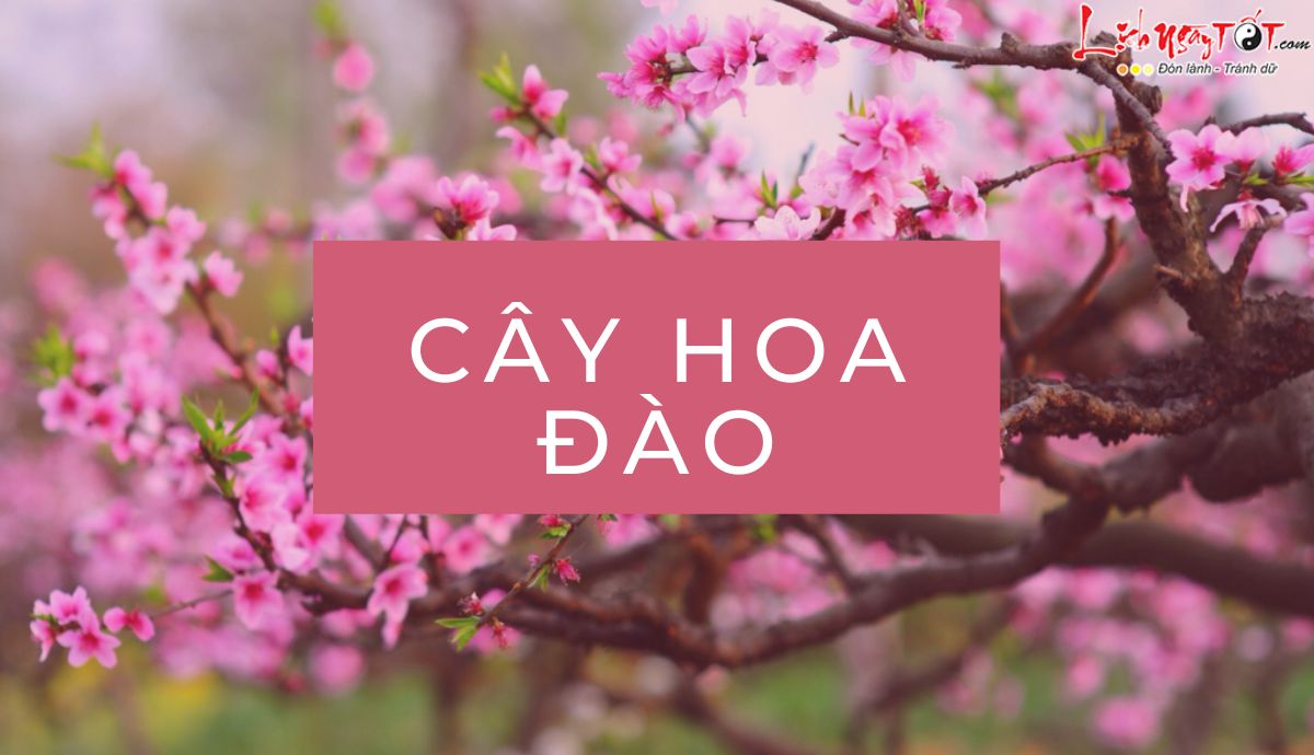 cây hoa đào là gì cay hoa dao la gi