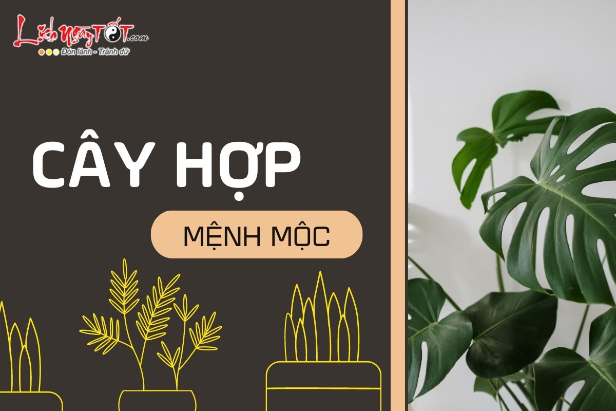 Cây hợp mệnh Mộc Cay hop menh Moc