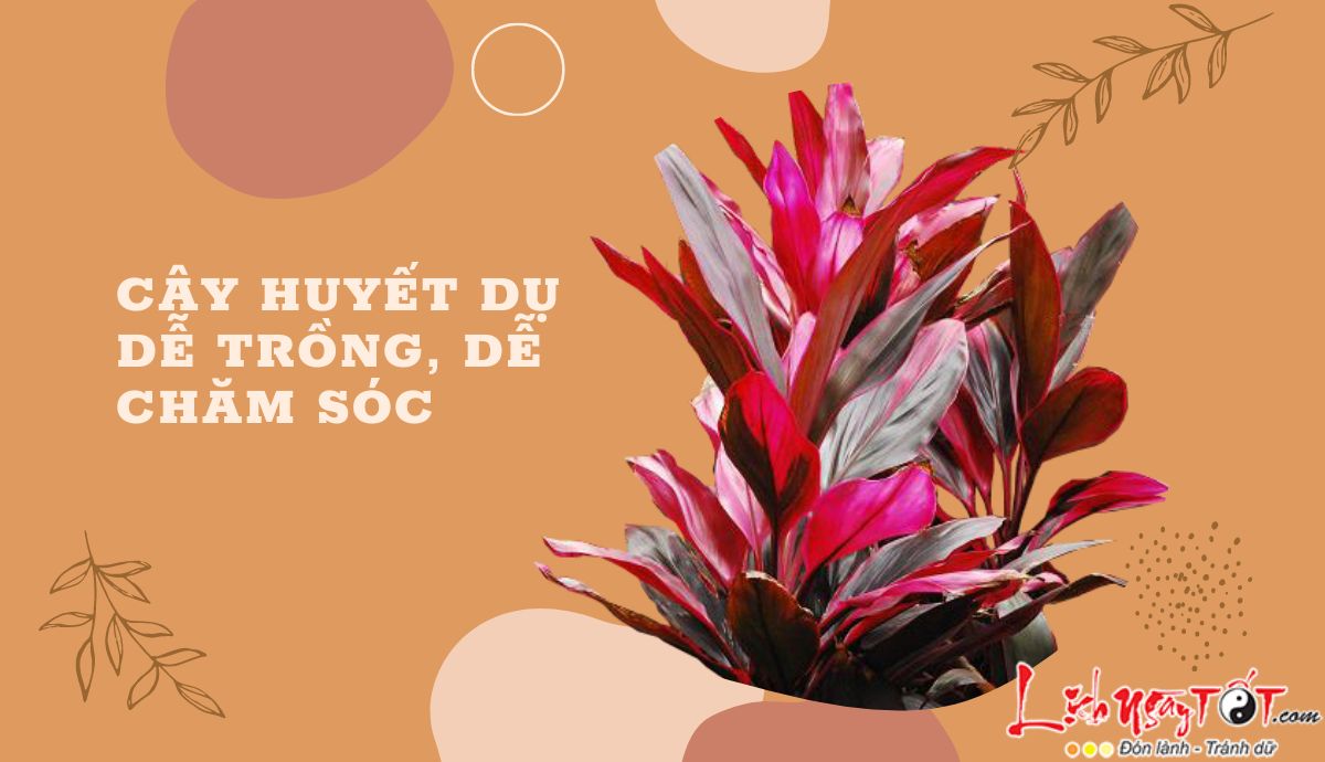 Cây huyết dụ dễ chăm sóc Cay huyet du de cham soc