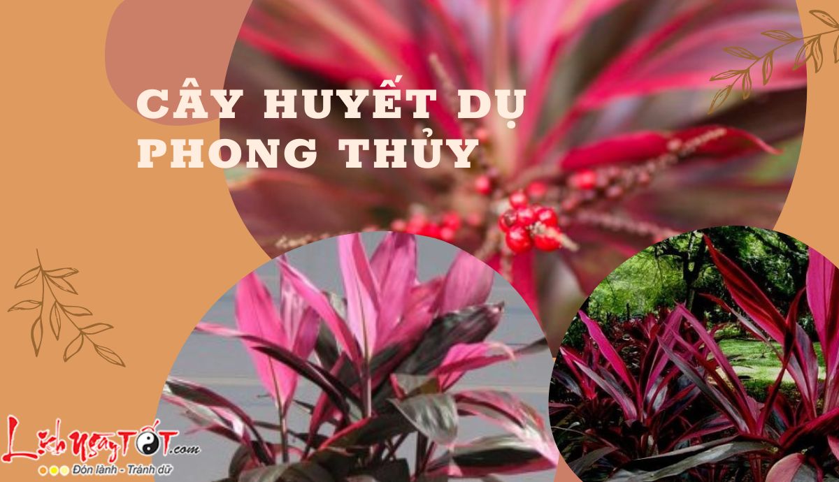 Cây huyết dụ phong thủy là gì Cay huyet du phong thuy la gi