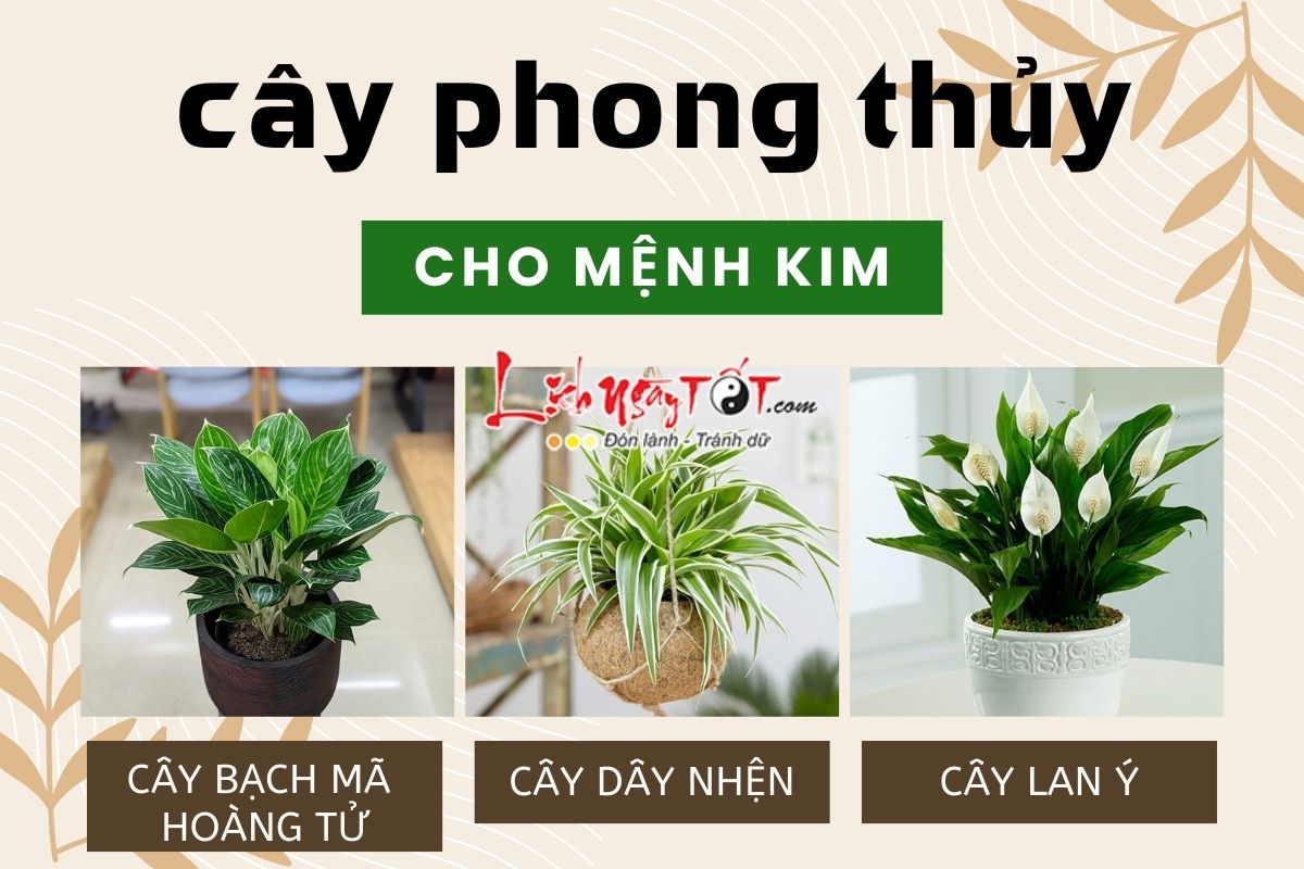 Cây phong thủy cho người mệnh Kim Cay phong thuy cho nguoi menh Kim