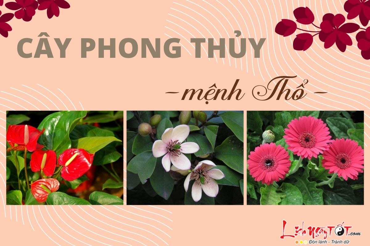 Cây phong thủy cho người mệnh Thổ Cay phong thuy cho nguoi menh Tho