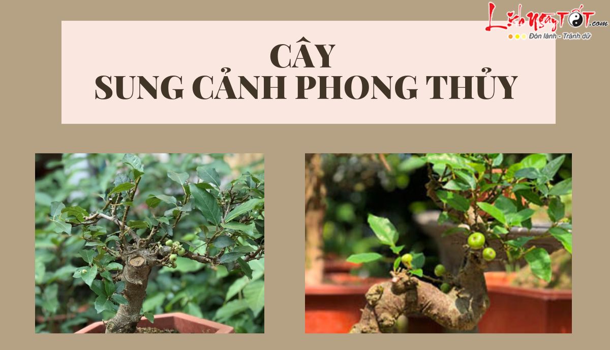 cay sung phong thuy