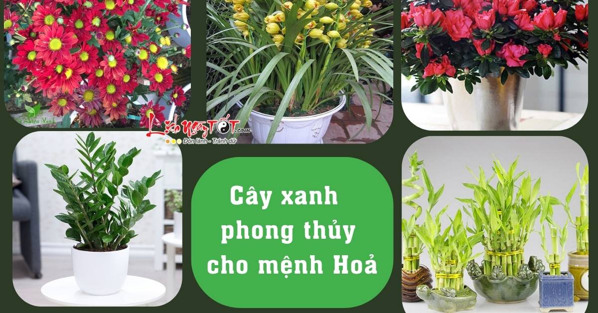 Cây xanh phong thủy Cay xanh phong thuy