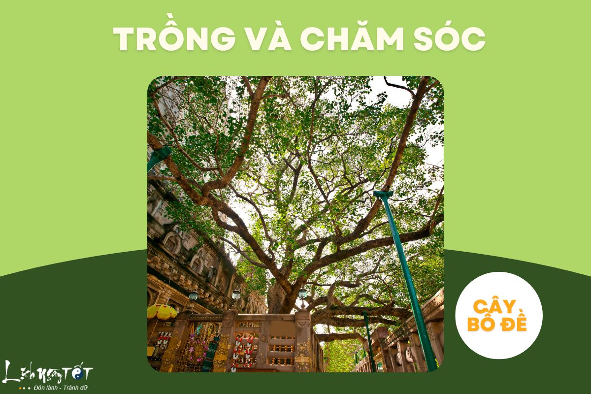 Cham soc cay bo de