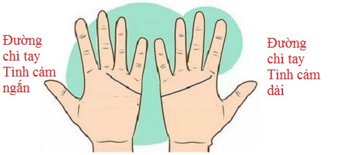 Đối chiếu đường chỉ tay Tình cảm để biết tình yêu của 2 bạn hình ảnh gốc 4 Doi chieu duong chi tay Tinh cam de biet tinh yeu cua 2 ban hinh anh goc 4