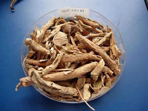 Dược liệu từ ngũ gia bì
