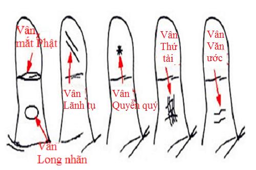 Đường vân trên ngón tay cái bật mí điều gì về bạn hình ảnh Duong van tren ngon tay cai bat mi dieu gi ve ban hinh anh