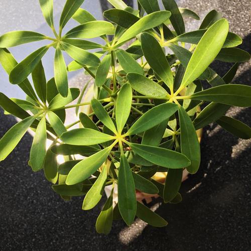 Hinh anh cay ngu gia bi Hình ảnh cây gia bì