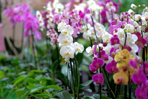 hoa lan phong thuy 4 hoa lan phong thuy 4