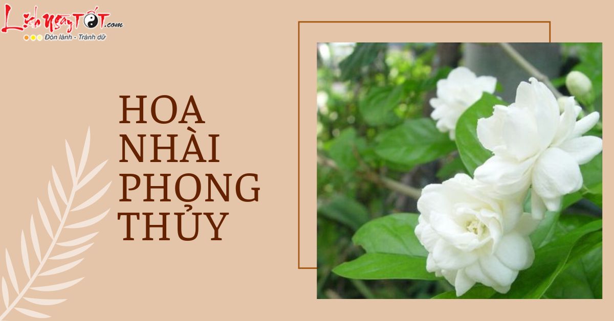 Hoa nhài phong thủy là cây gì Hoa nhai phong thuy la cay gi
